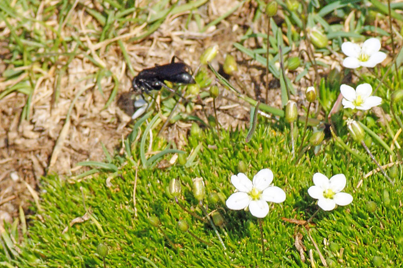 Insetto nero (Pompilidae)